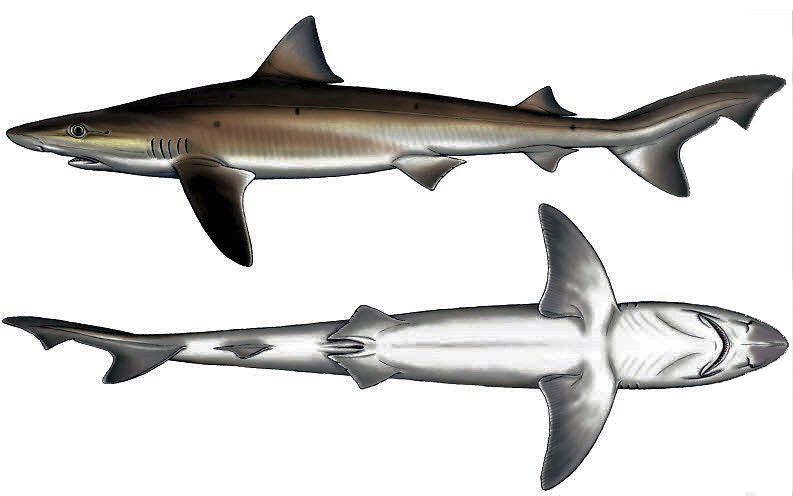 Galeorhinus galeus_0010